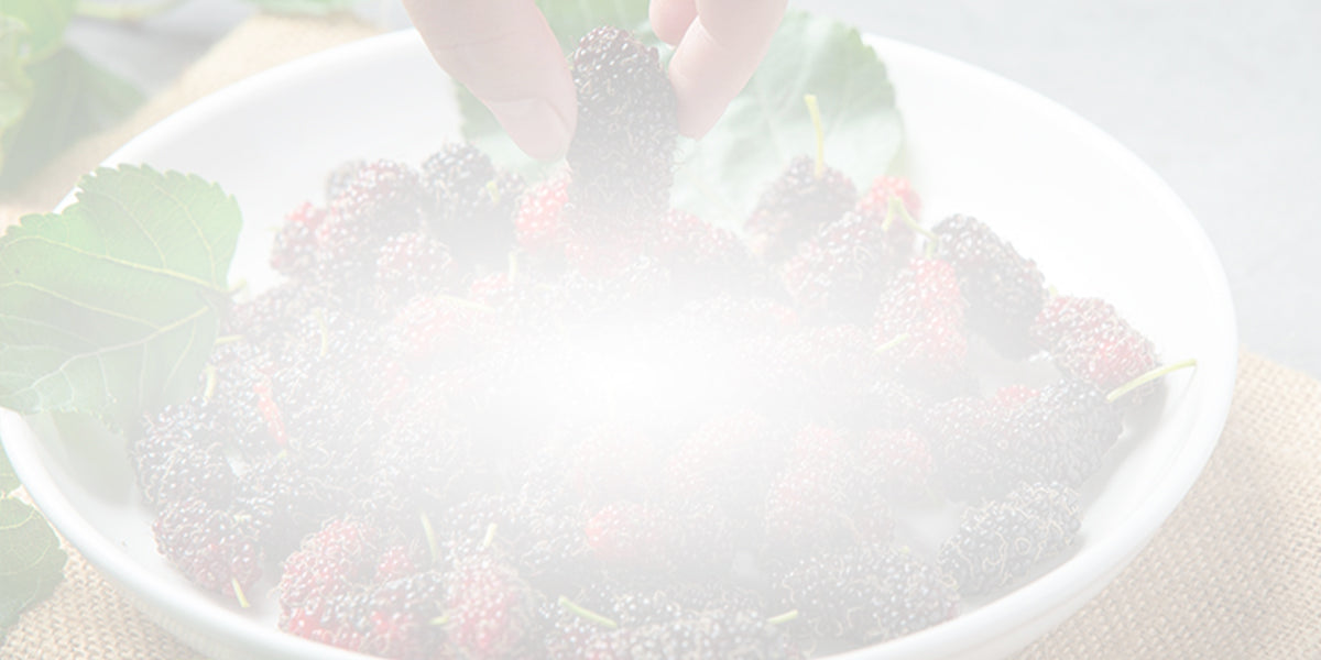 White vs. Red vs. Black Mulberry: What’s the Difference?