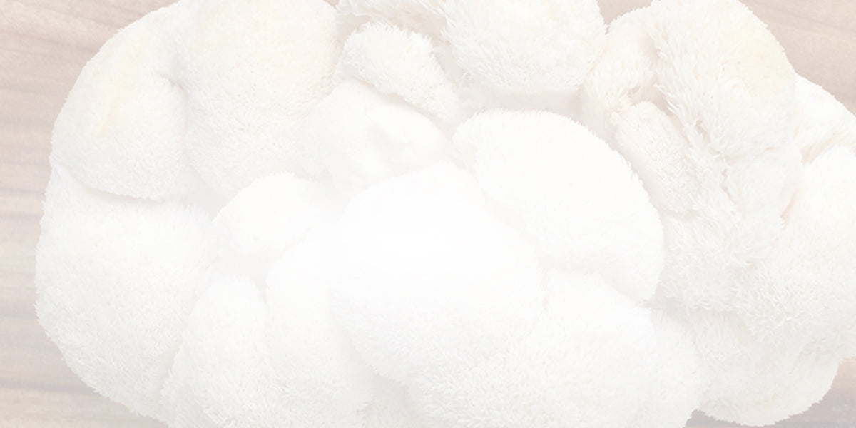 Does Lion’s Mane Help with Focus, Concentration, or ADHD?