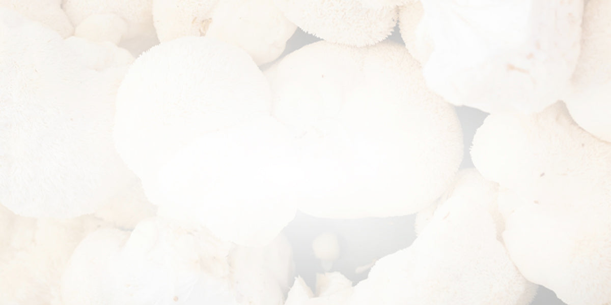 Is Lion’s Mane a Nootropic? (With Medical Studies)