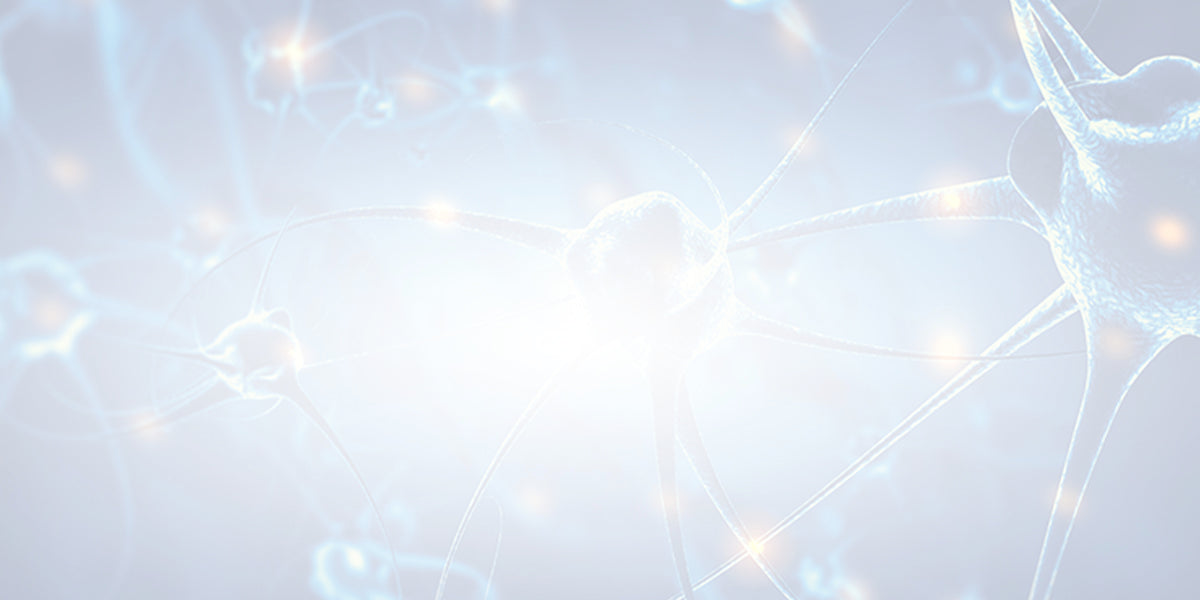 FAQ: Does Lion’s Mane Mushroom Promote Brain Neurogenesis?