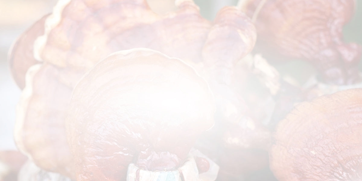 Lion’s Mane vs. Chaga vs. Reishi: The Differences and Benefits